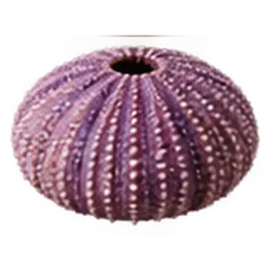 Морской ёж